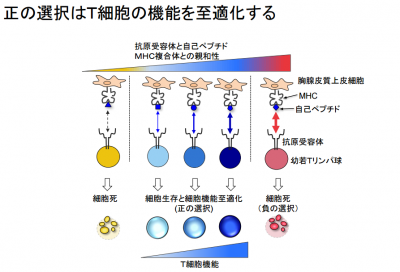 Tリンパ球