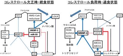 ソブリアード