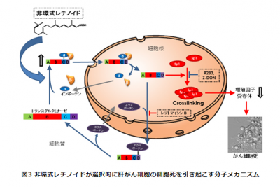 肝がん再発予防薬