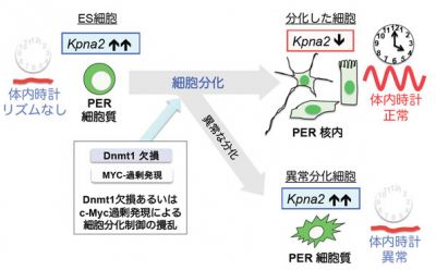 体内時計