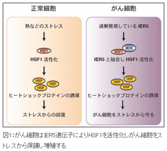 がん治療薬