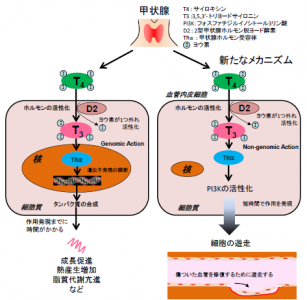 甲状腺ホルモン