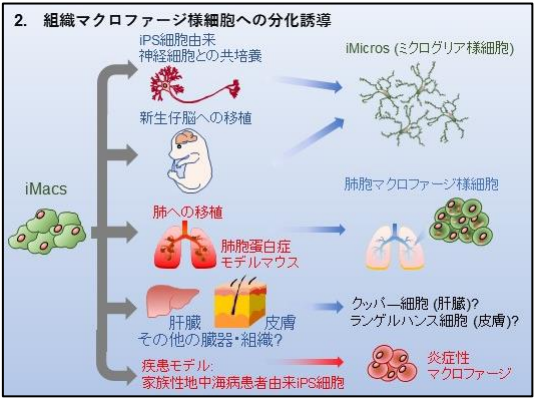細胞治療
