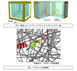 細胞培養