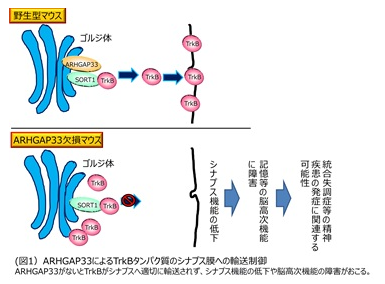 統合失調症