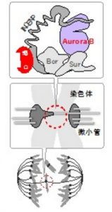 がん