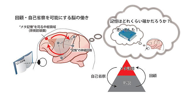 メタ記憶