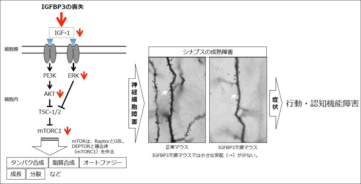 発達障害