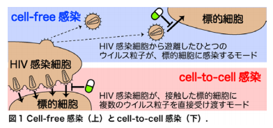 HIV-1