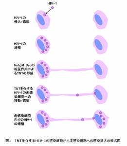 エイズウイルス