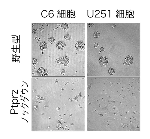 PTPRZ阻害剤