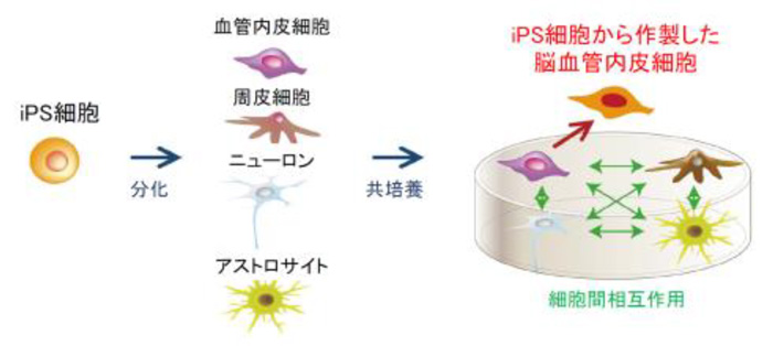 iPS細胞