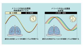 体内時計