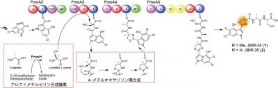 4-メチルオキサゾリン