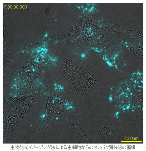 生物発光関連研究試薬