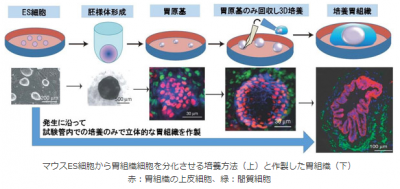 ES細胞