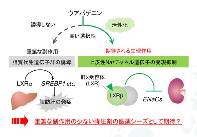 強心配糖体