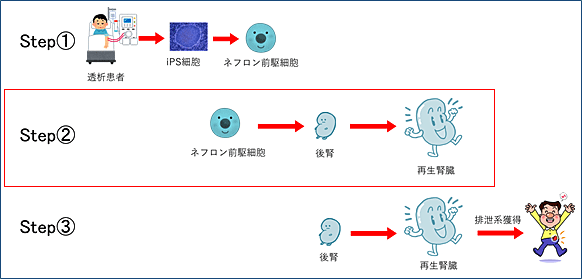 腎臓再生