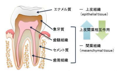 歯