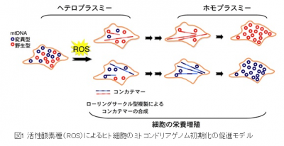 ミトコンドリア