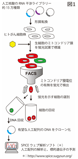 核酸医薬品