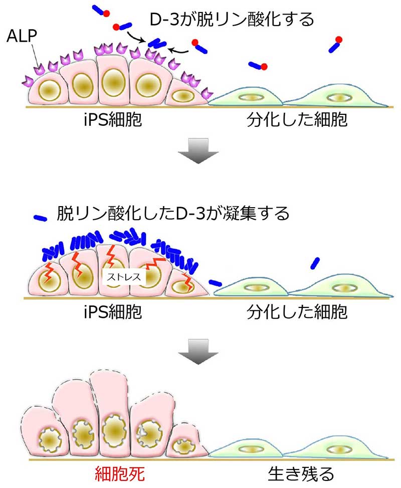 再生医療