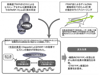 抗がん剤