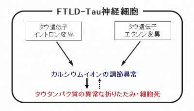 京都大学iPS細胞研究所