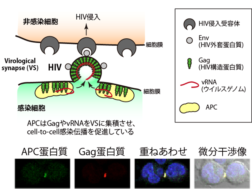HIV