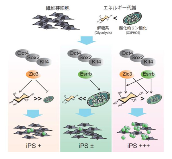 iPS細胞