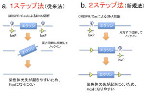 ノックアウトマウス