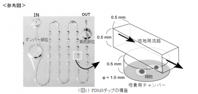 ヒトiPS細胞