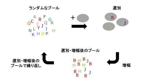 アプタマー医薬品