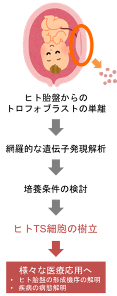 ヒト胎盤幹細胞
