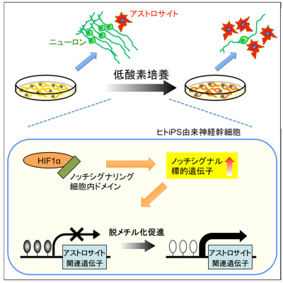 iPS細胞