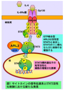 STAT3