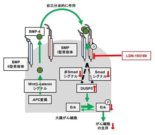 大腸がん