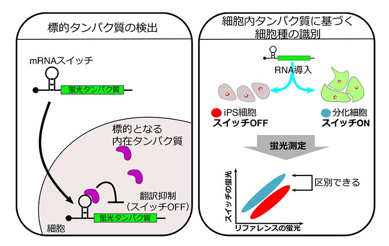 iPS細胞