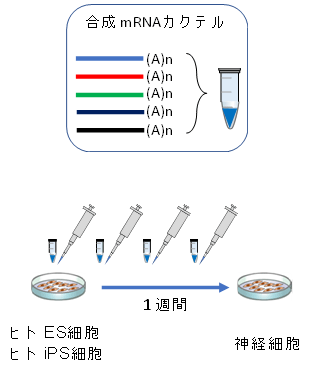 iPS細胞