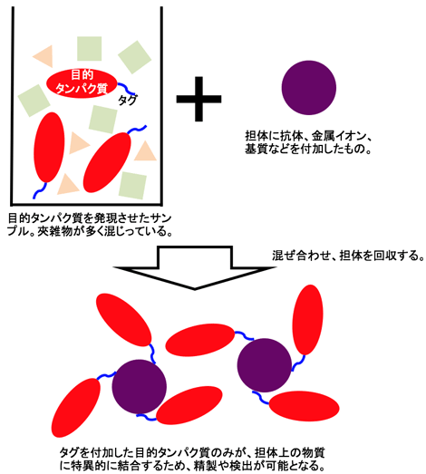 創薬