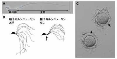 避妊薬