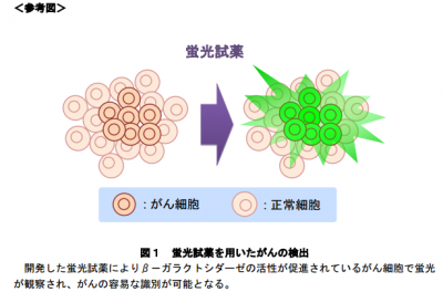 がん細胞