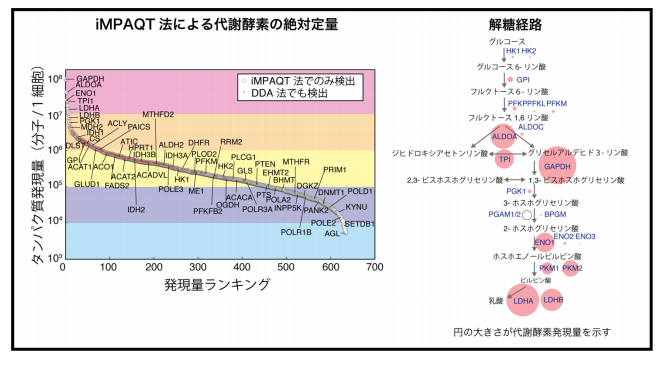 タンパク質