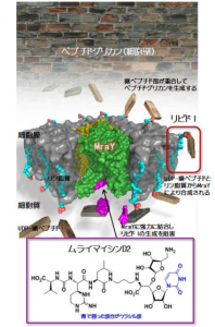 薬剤耐性