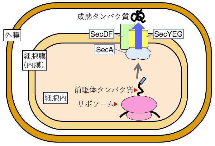 抗生物質