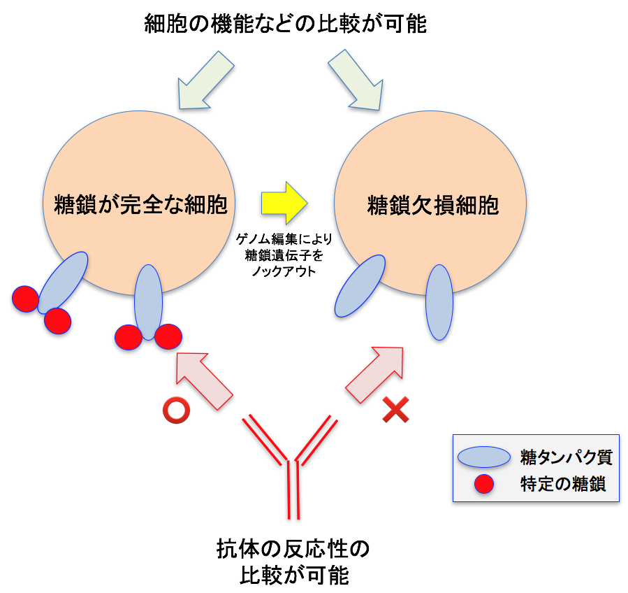 分子標的薬