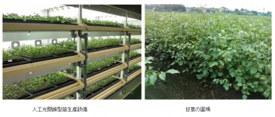 甘草