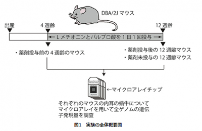 難聴