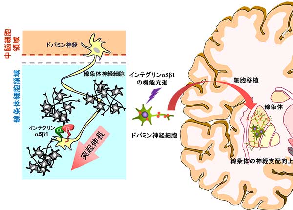 神経細胞移植