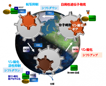 日周性